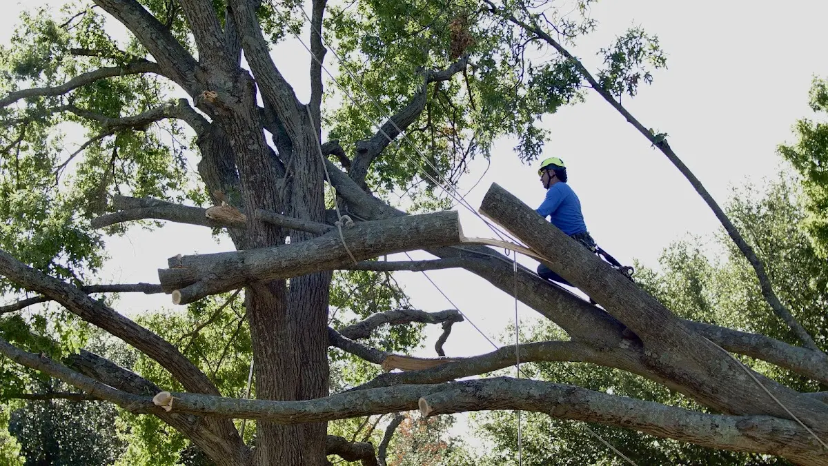 Professional Crown Thinning performed by certified arborists in Michigan Center