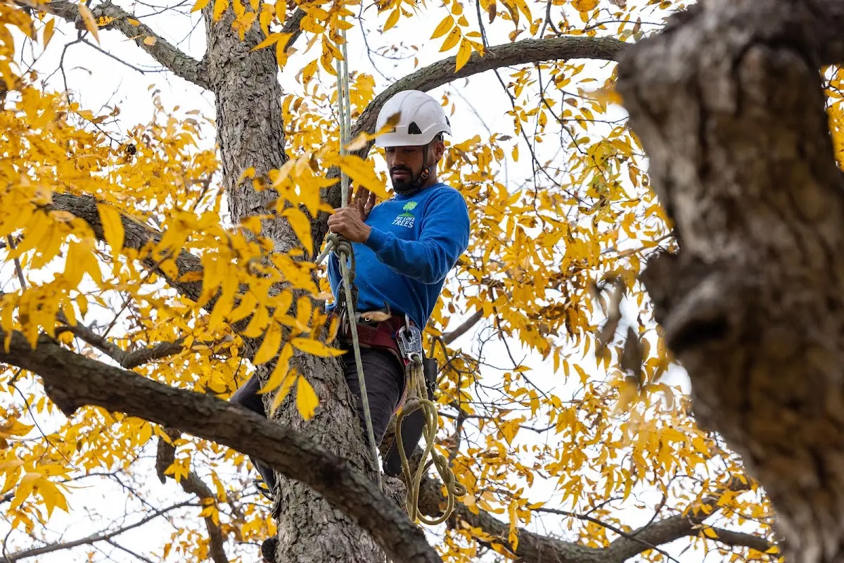 Skilled Tree Pruning crew working in Michigan Center